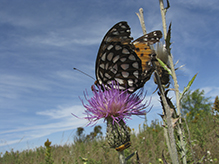 regal fritillary