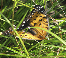 regal fritillary