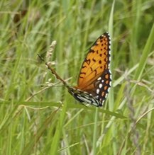 regal fritillary