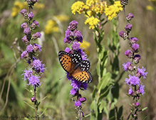 regal fritillary