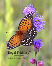 regal fritillary