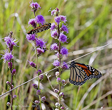 regal fritillary