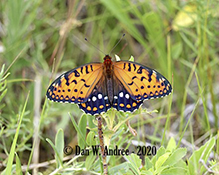 regal fritillary