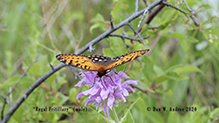 regal fritillary