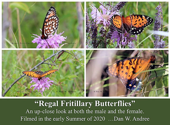 regal fritillary