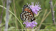 regal fritillary