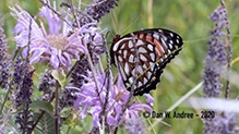 regal fritillary