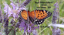 regal fritillary