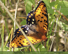 regal fritillary