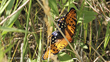 regal fritillary