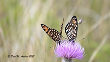 regal fritillary