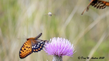 regal fritillary