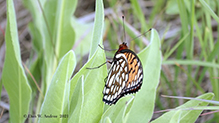 regal fritillary