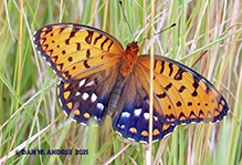 regal fritillary