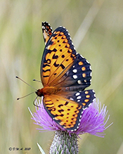 regal fritillary