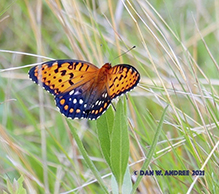 regal fritillary