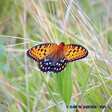 regal fritillary