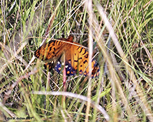 regal fritillary