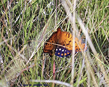 regal fritillary