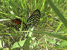 regal fritillary