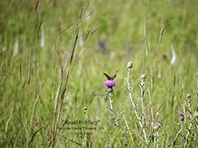 regal fritillary