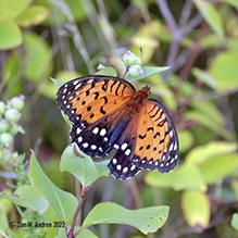 regal fritillary