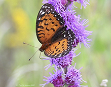 regal fritillary