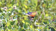 regal fritillary