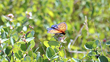 regal fritillary