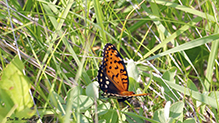 regal fritillary