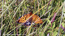 regal fritillary