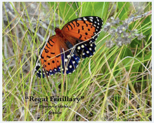 regal fritillary