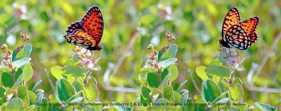 regal fritillary