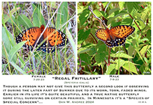 regal fritillary