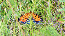 regal fritillary