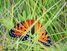regal fritillary