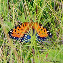 regal fritillary