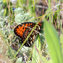 regal fritillary