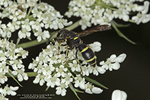 republic mason wasp