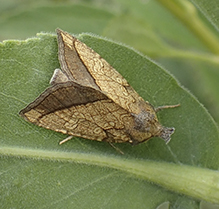 rigid sunflower borer