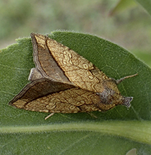 rigid sunflower borer