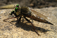 robber fly (Asilidae)