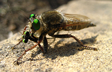 robber fly (Family Asilidae)