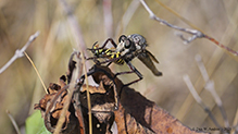 robber fly (Asilidae)