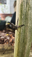robber fly (family Asilidae)