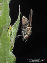 root-maggot fly (family Anthomyiidae)