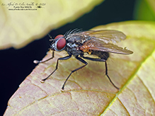 root-maggot fly (family Anthomyiidae)