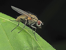 root maggot fly (Hydrophoria lancifer)