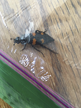 roundneck sexton beetle