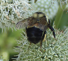 rusty-patched bumble bee
